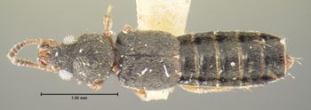 Media type: image;   Entomology 6536 Aspect: habitus dorsal view